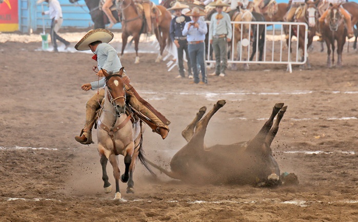 Ezequiel Márquez abanicando a este toro en su primera oportunidad de colas para Charros de La Laguna 