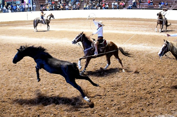 El zurdo Alfonso Vera derribando una de sus manganas a caballo, a cuenta de RC de Los Olvera