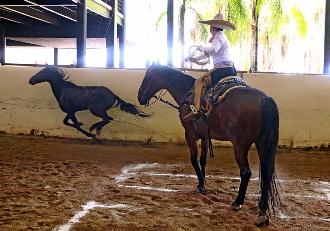 José Antonio Salcedo Aceves acertando el pial en el lienzo para Rancho El Pitayo "A"